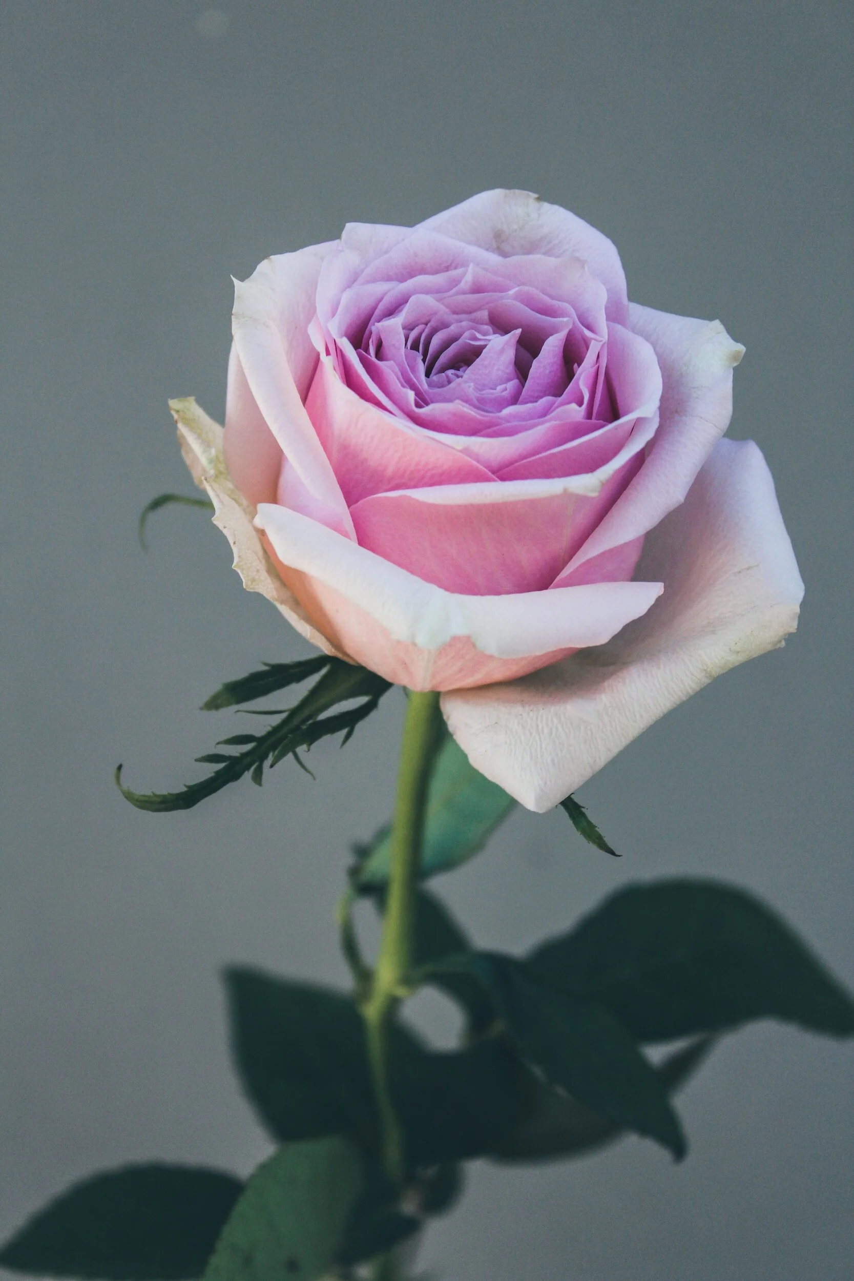 Dusty Mauve Roses: A Delicate Beauty for Your Garden