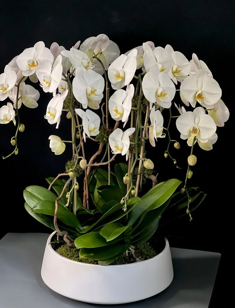 How to Ensure Your Orchids Receive the Right Light