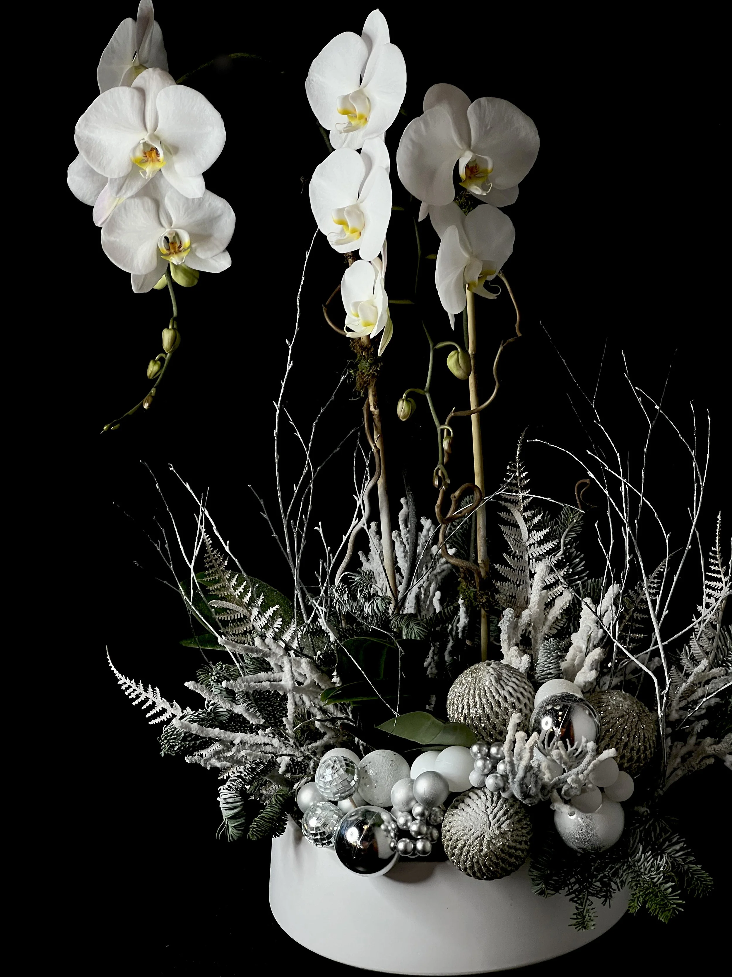 DOUBLE STEM HOLIDAY ORCHID