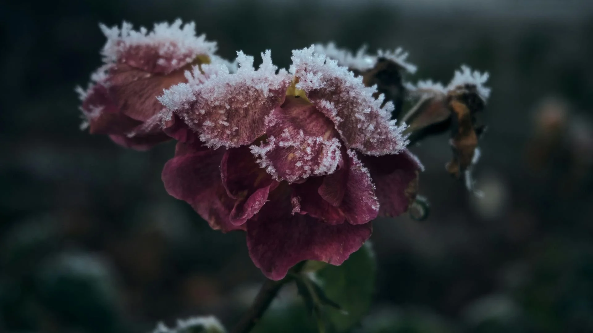 How Connecticut Residents Use Flowers to Brighten Long Winter Days