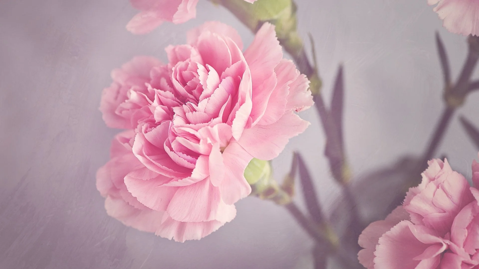 Minimalist Spring Flowers New Yorkers Choose for International Women’s Day