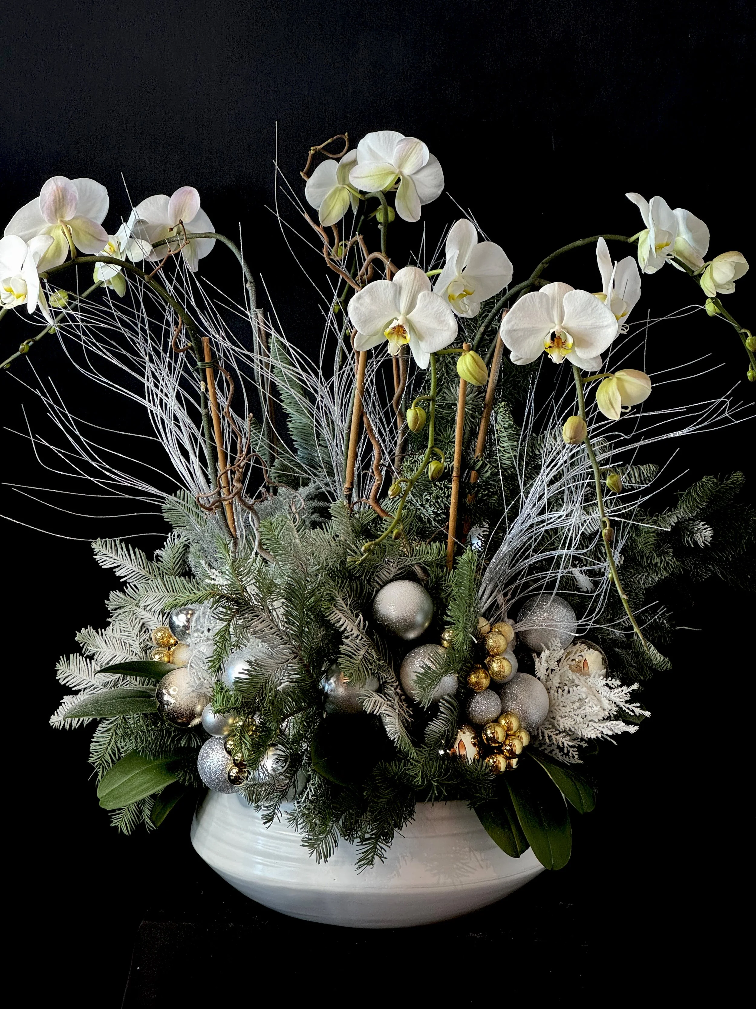 SIX STEM HOLIDAY ORCHID