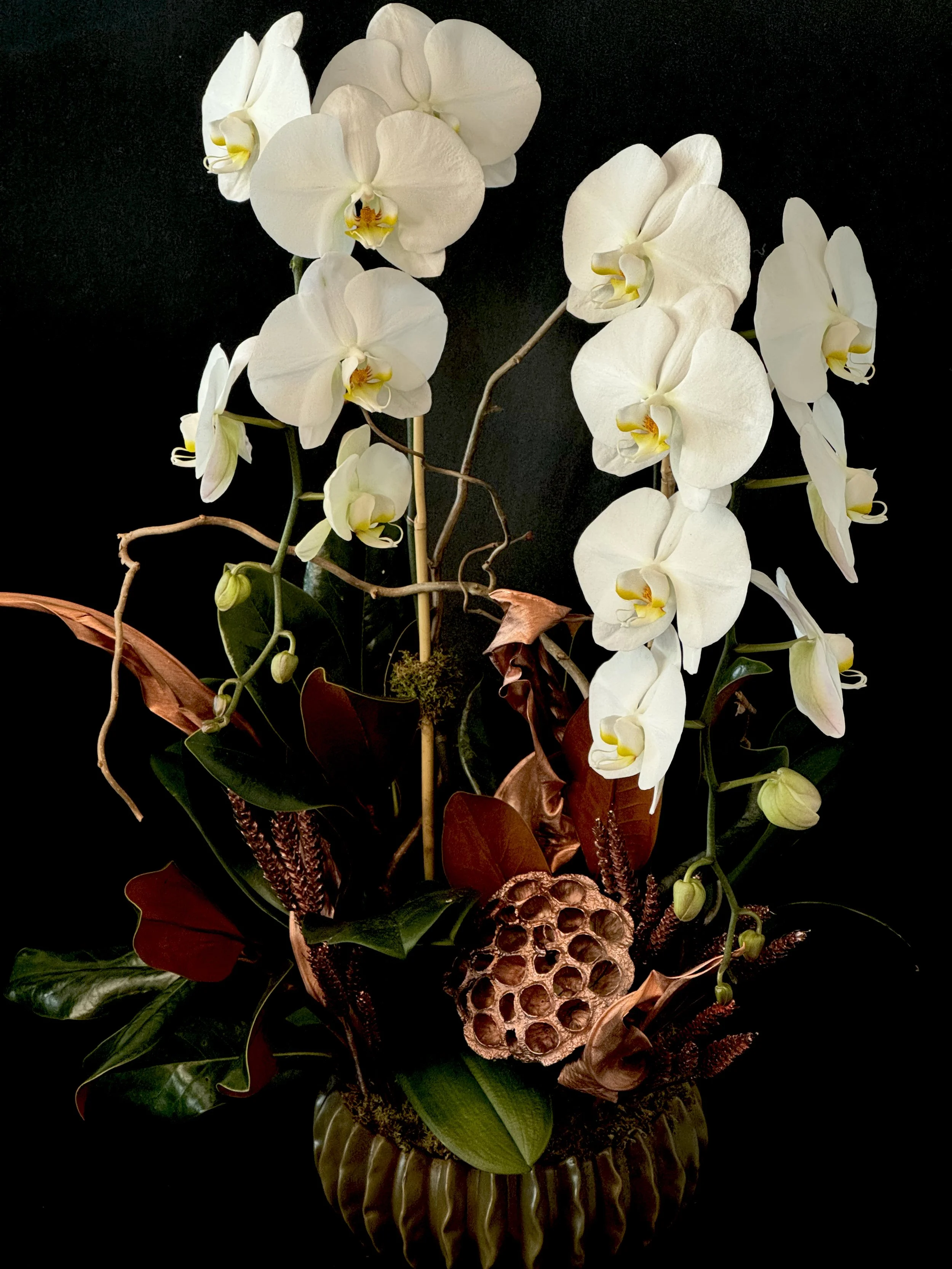 DOUBLE STEM THANKSGIVING ORCHID