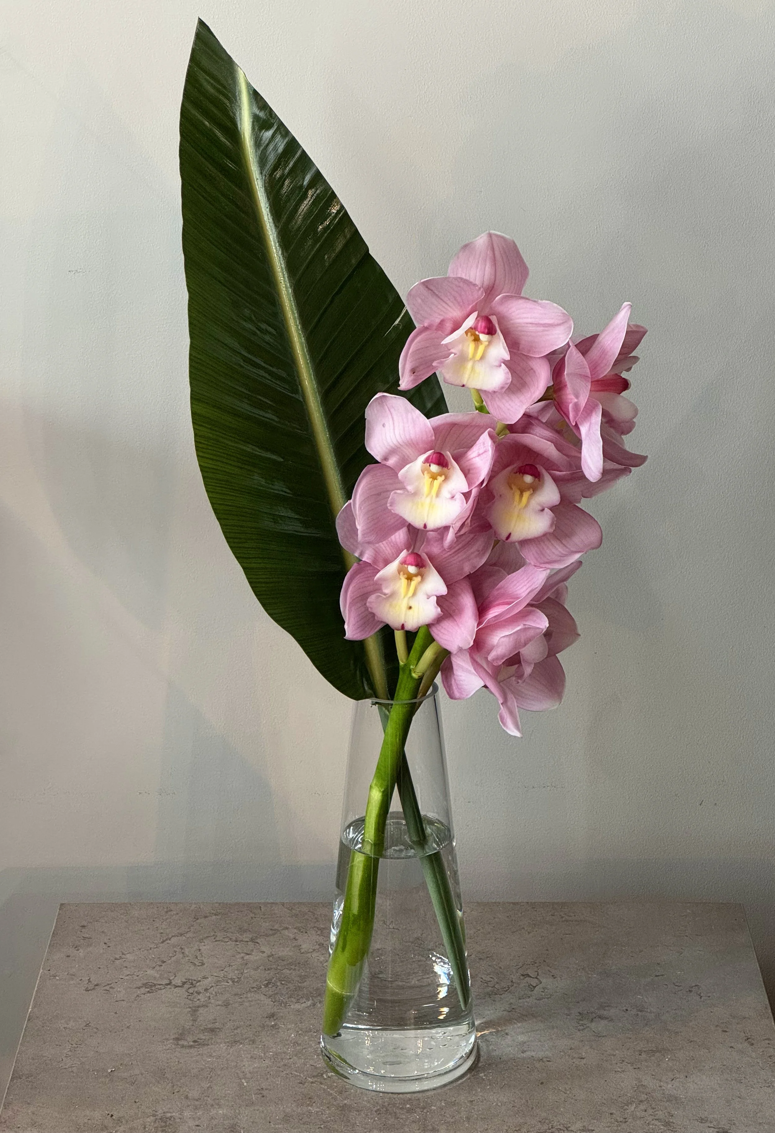 VALENTINES DAY ORCHID