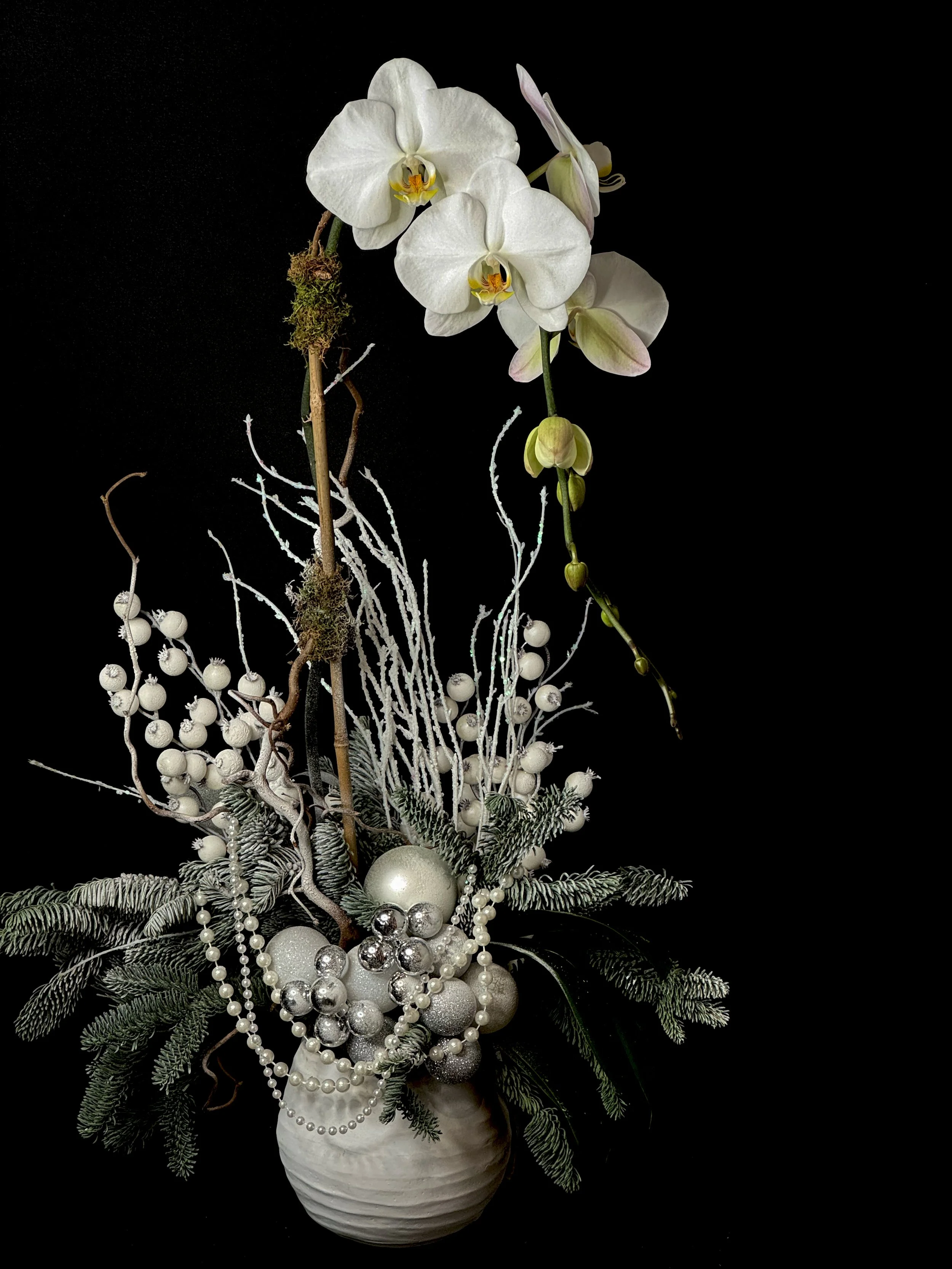 SINGLE STEM HOLIDAY ORCHID