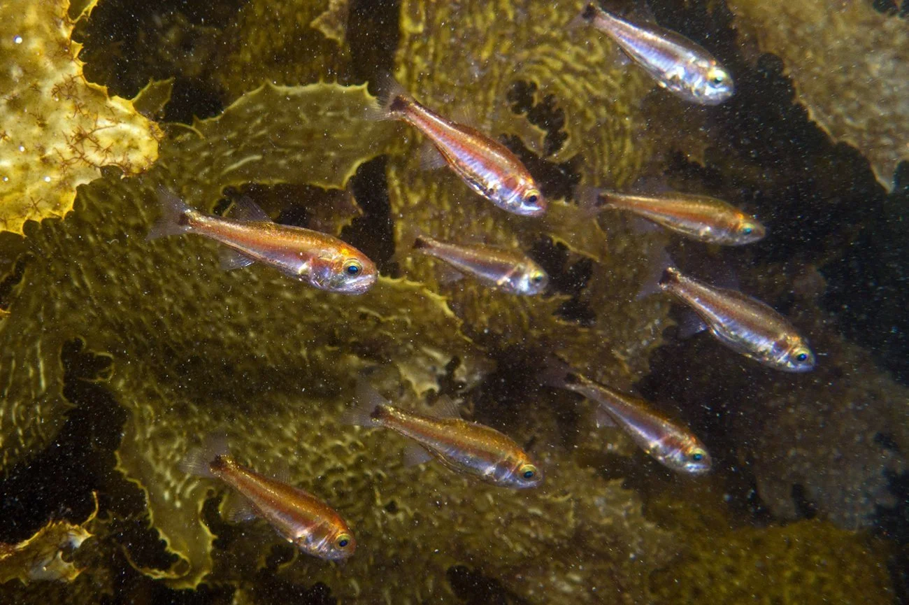 Siphamia cephalotes in Australian kelp bed