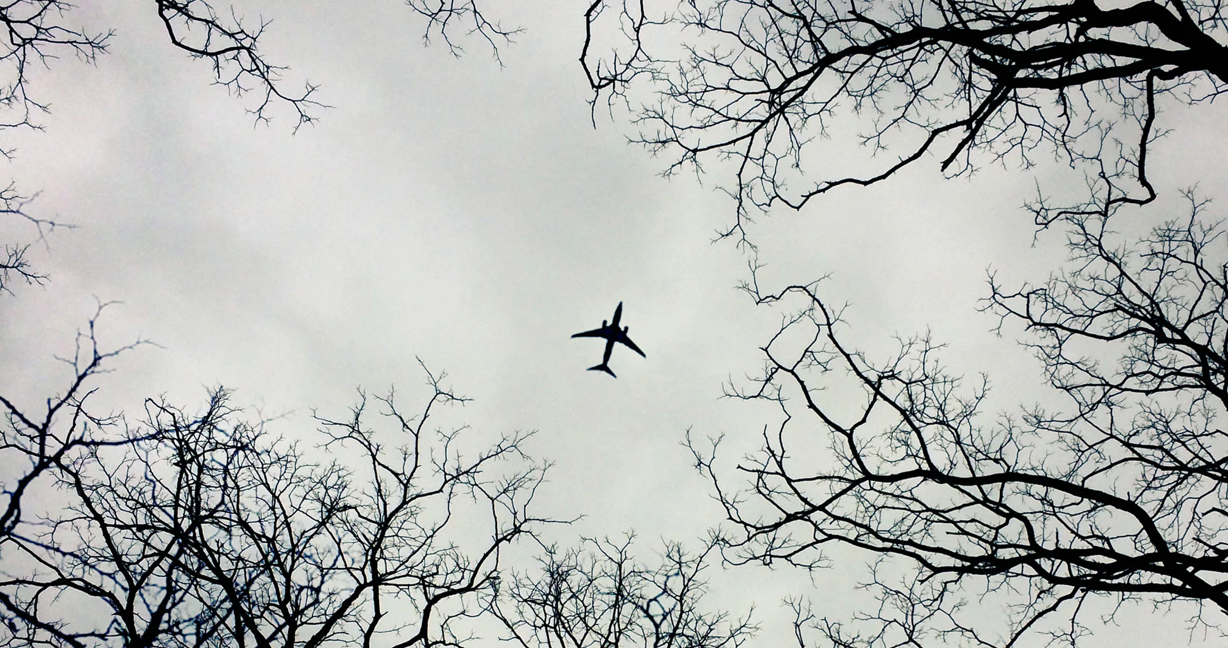 tmp2016_trees_plane_4904_4916_w2_web.jpg