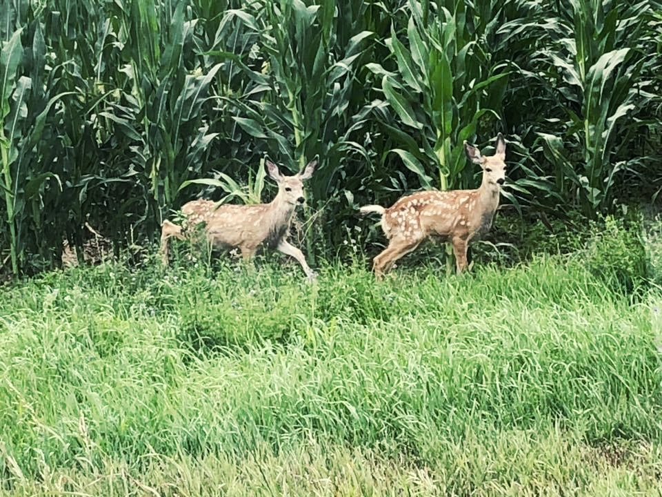 2018 07 26 Baby Deer.jpg