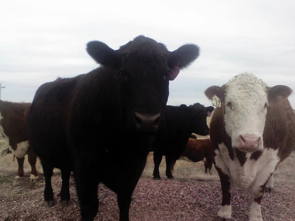 2017-03-25 cows.jpg