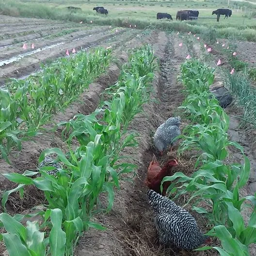 2015-06-20 Chickens in Garden.jpg