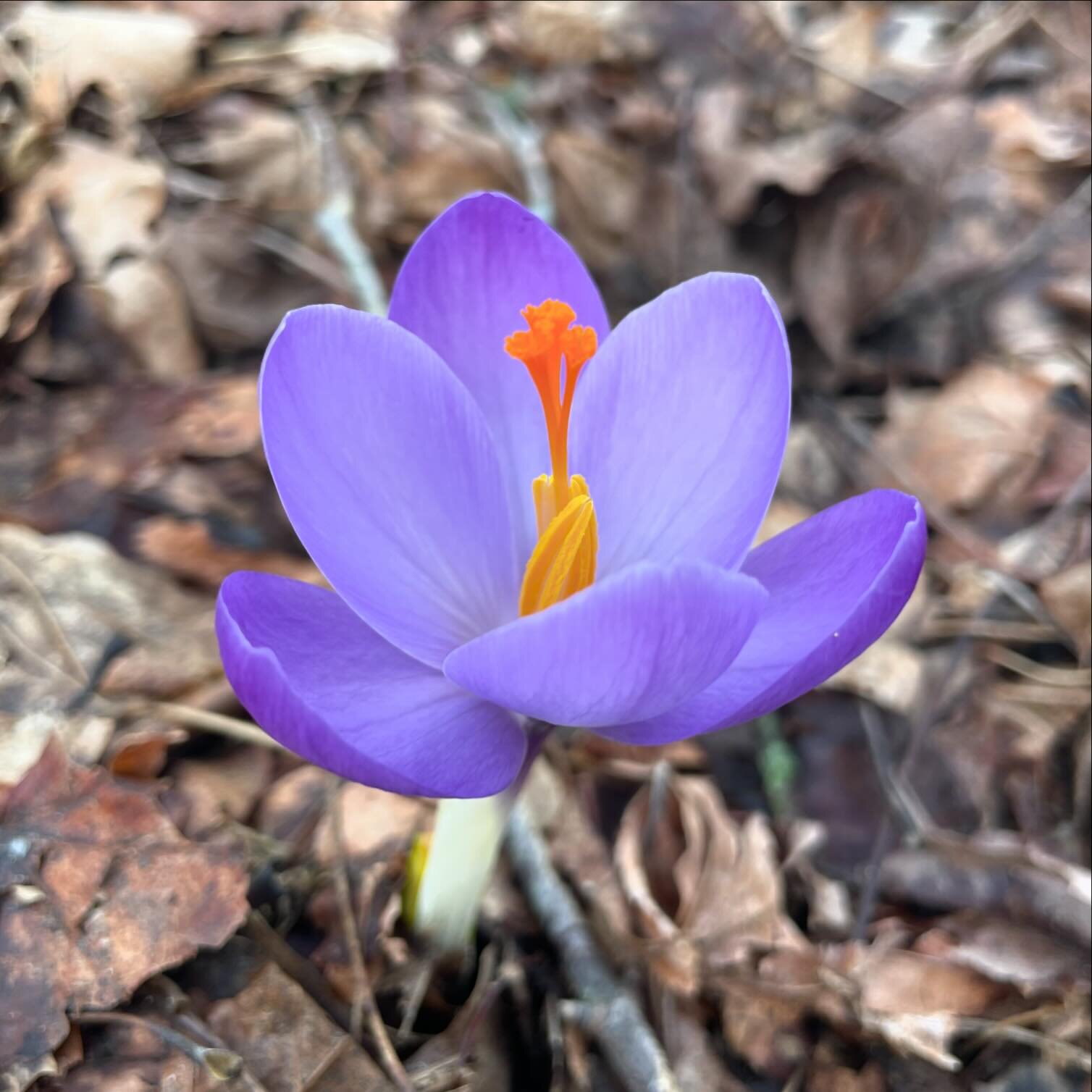 I know we&rsquo;ve got a ways to go before spring and summer are truly upon us but I just can&rsquo;t help but feel super inspired by the signs of spring popping up all around us like this absolutely stunning crocus that @spirit_electricity spotted i