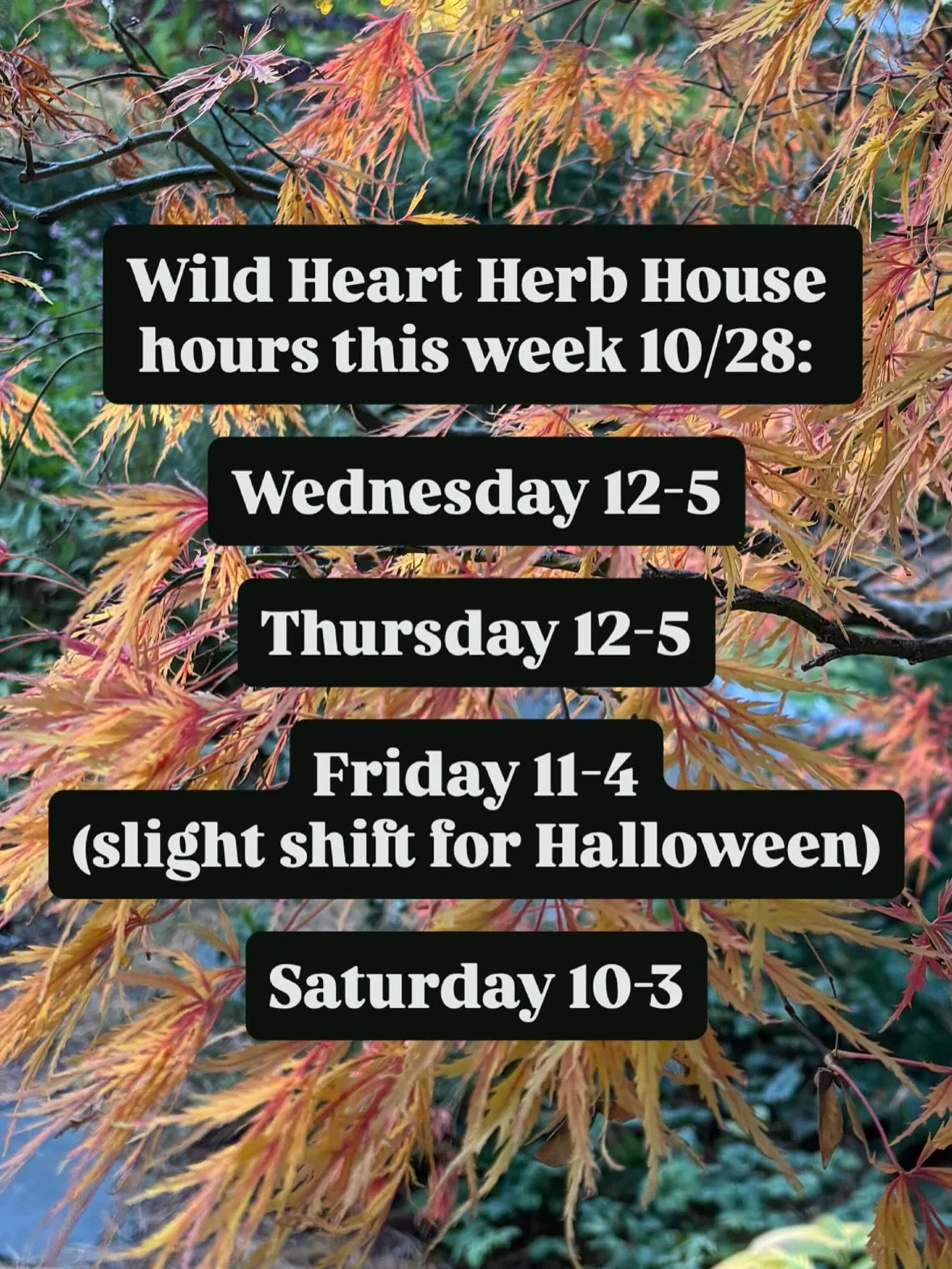 It&rsquo;s a perfect fall week at Wild Heart! 

Take a stroll through the beautiful gardens, the foliage is so bright right now, flowers are still showing their beauty, and our Brugmansia has over 30 large white blooms! 

Slight shift in hours today,