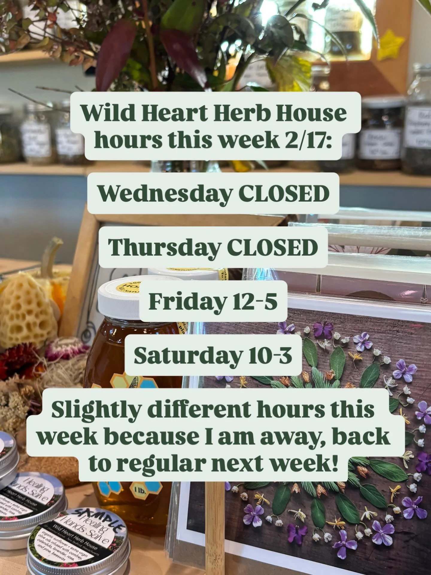 Slightly different hours this week because I am away but back to regular next week! 

See you Friday and Saturday!

#wildheartherbhouse #herbalapothecary #newbedfordma #newbedfordmass #communityherbalist #massachusettsherbalist #massachusettsherbalis