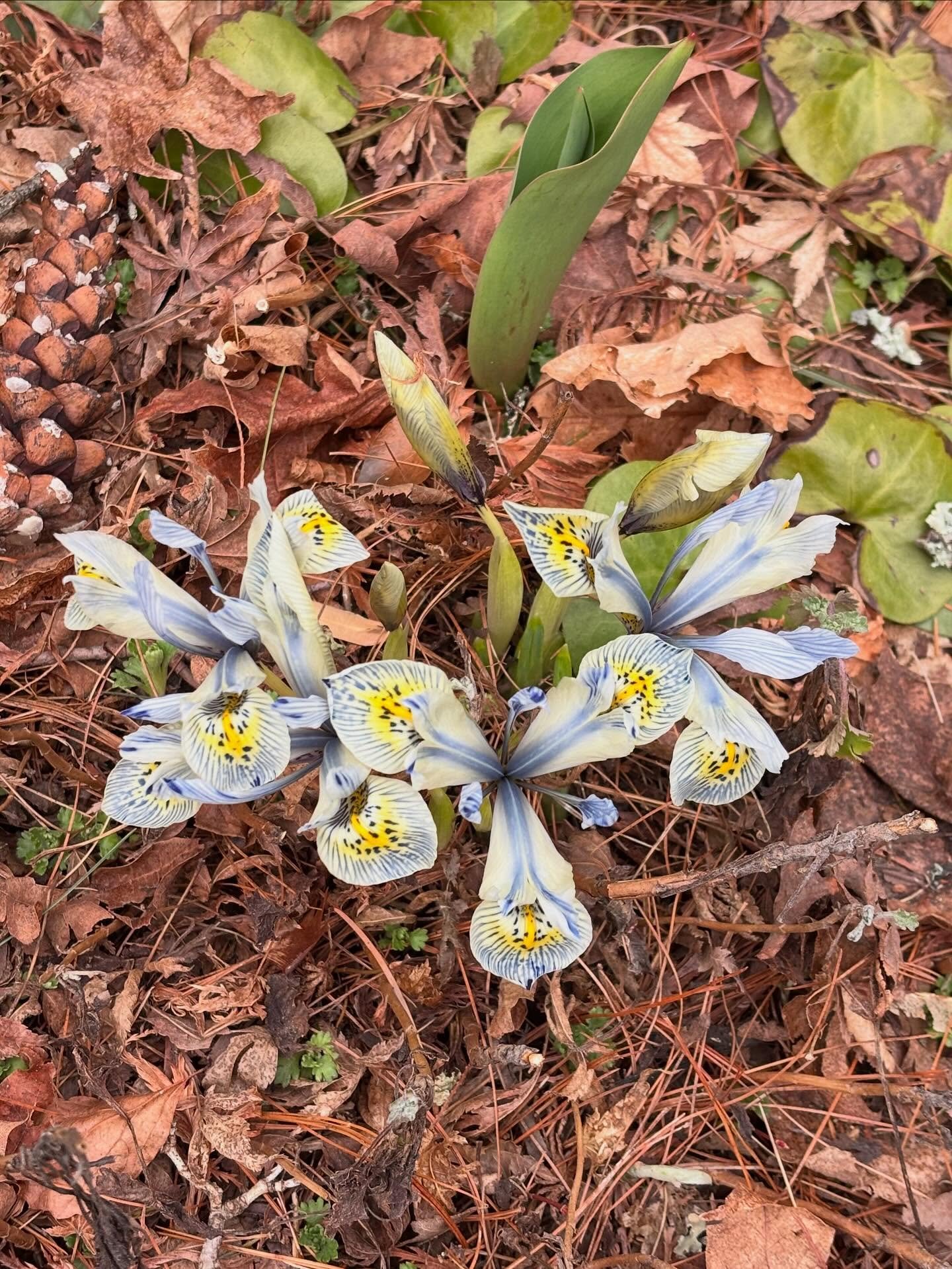 Spring is popping up around Wild heart and I couldn&rsquo;t be more excited!

Yes it&rsquo;s a gray day, but it&rsquo;s still a perfect one to stroll around the gardens, spot medicinal herbs coming through the dried leaves, and pick up herbal remedie