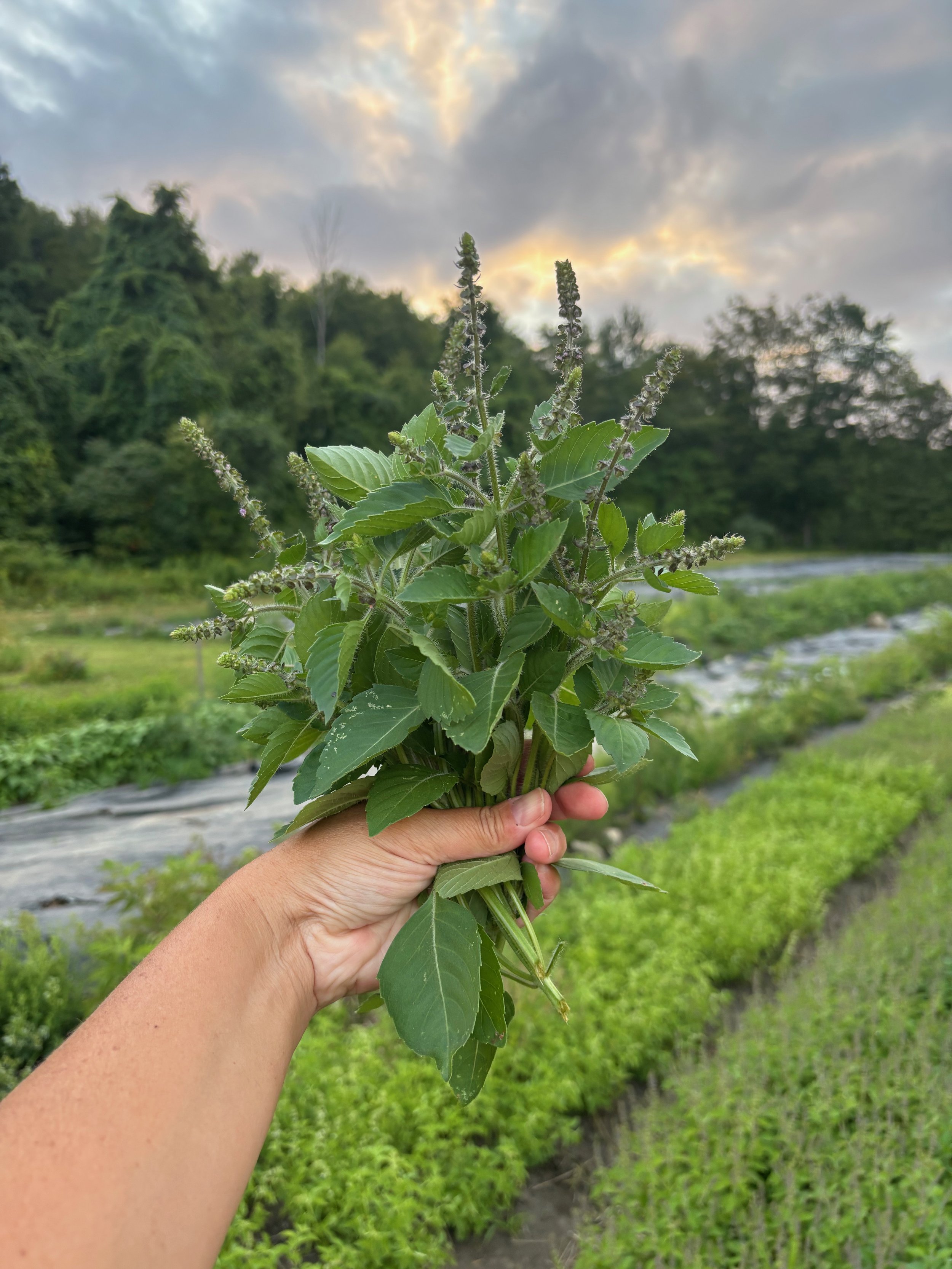 tulsi - 1.jpg