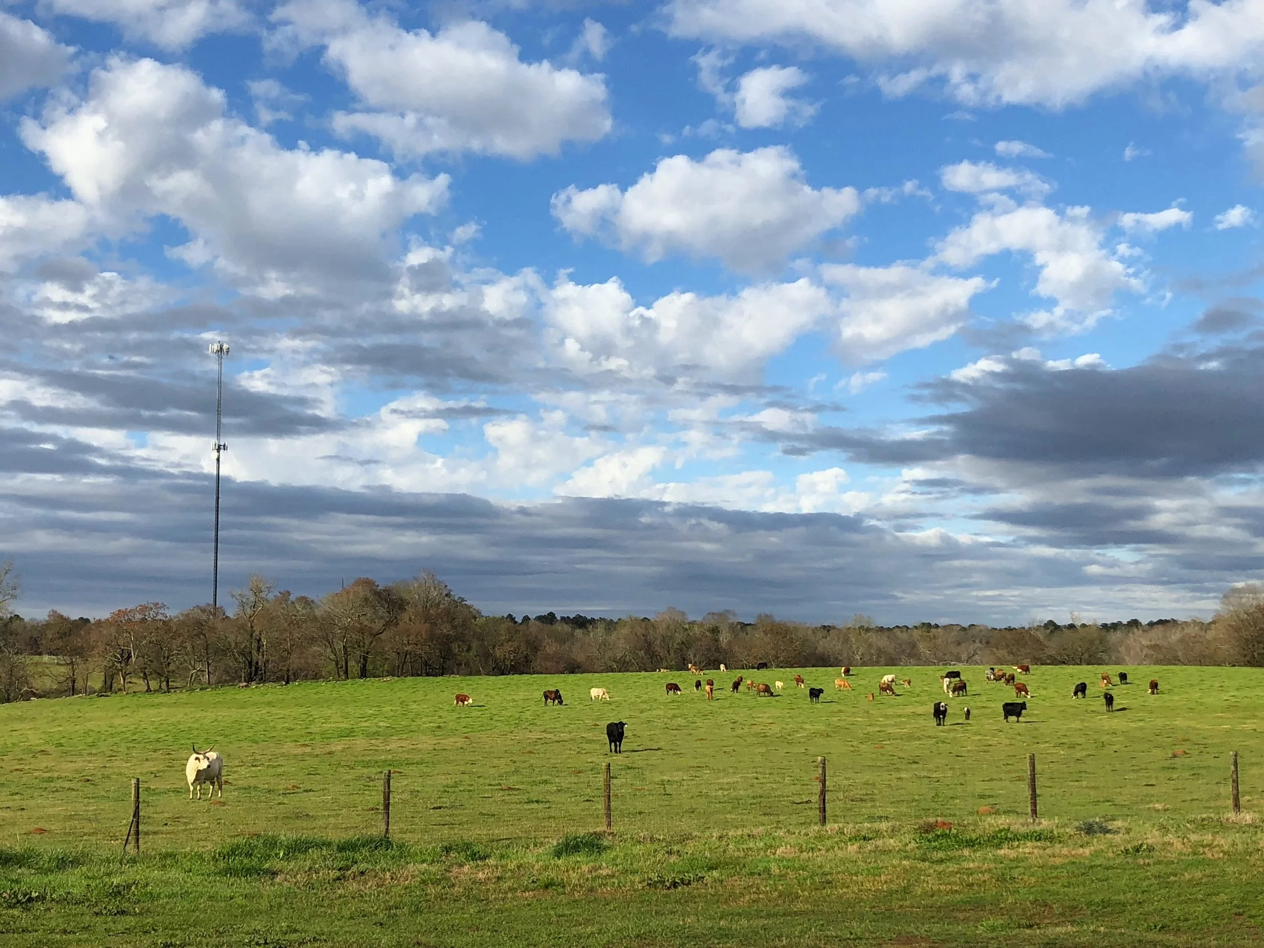 Rocking Chair Ranch Cattle