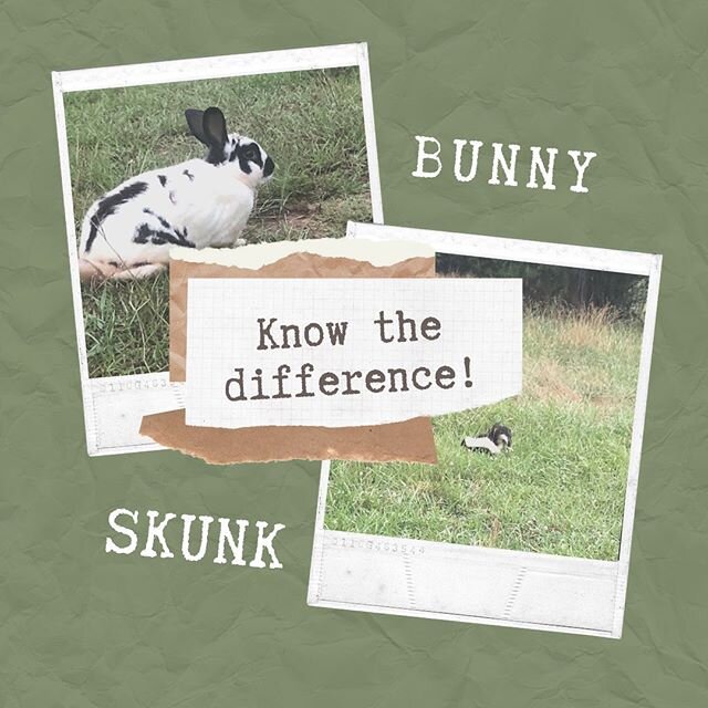Today&rsquo;s biology lesson. #grassfed #farmlife #knowthedifference #skunk #bunny #thingstoknow #farm #pepelepew #petercottontail