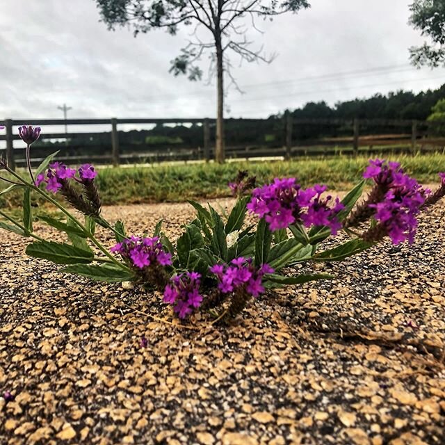 It may be just a crack in the pavement to you, but it&rsquo;s home to this beauty.  #grassfed #simplythings #farm #farmlife #beutyinsmallplaces #lookaround