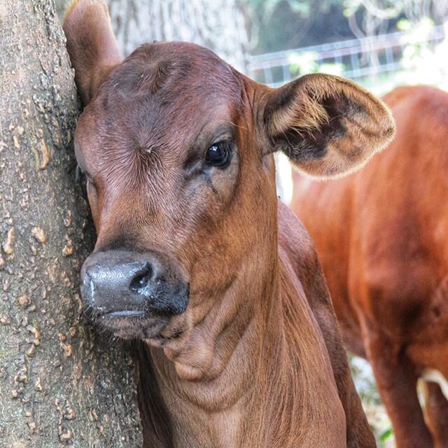 &ldquo;When you are weary lean on me&rdquo; said the tree. &ldquo;I won&rsquo;t let you fall.&rdquo; #grassfed #pastureraised #cows #farm #cattle #farmlife #cowsofinstagram #cowstagram #calves #calvesofinstagram #leanonme #harddays