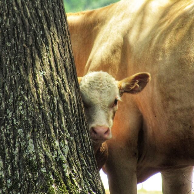 Peek-a-boo. #grassfed #pastureraised #cattle #farmlife #cowsofig #cowsofinstagram #ranch #babycow