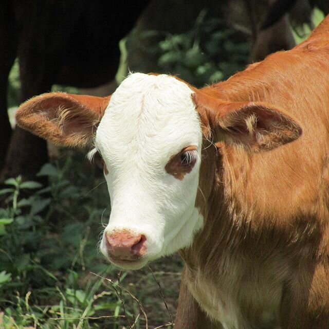 #grassfed #pastureraised #calves #calvesofinstagram #cows #cowsofinstagram #cowstagram #farm #farmlife #cattle #ranch