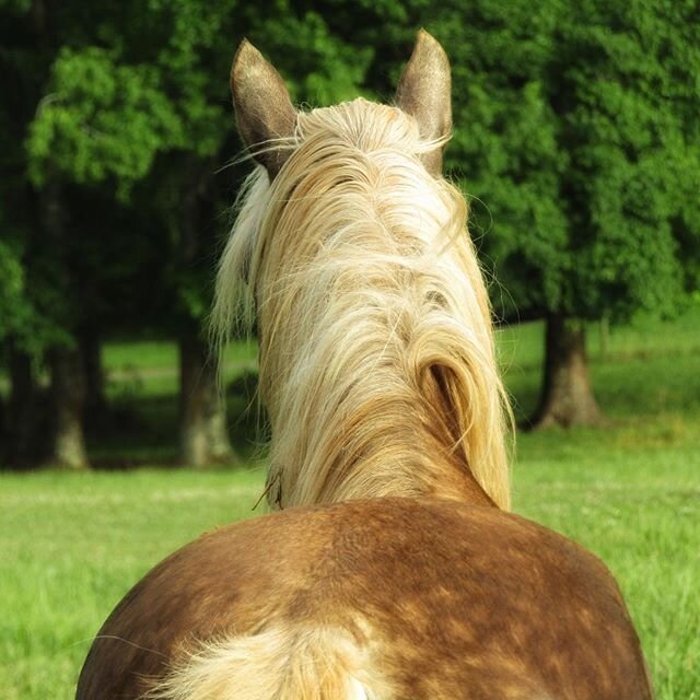 Hello handsome! #grassfed #horses #horsesoninstagram #handsomeboy #pelopony #cattle #cowpony