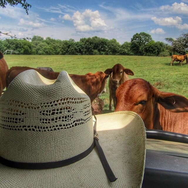 Lazy hazy Sunday afternoon. #grassfed #pastureraised #cattle #farm #farming #cowlife #cows #cowsmakemehappy #farmlife #cowboyhat #hatsoff