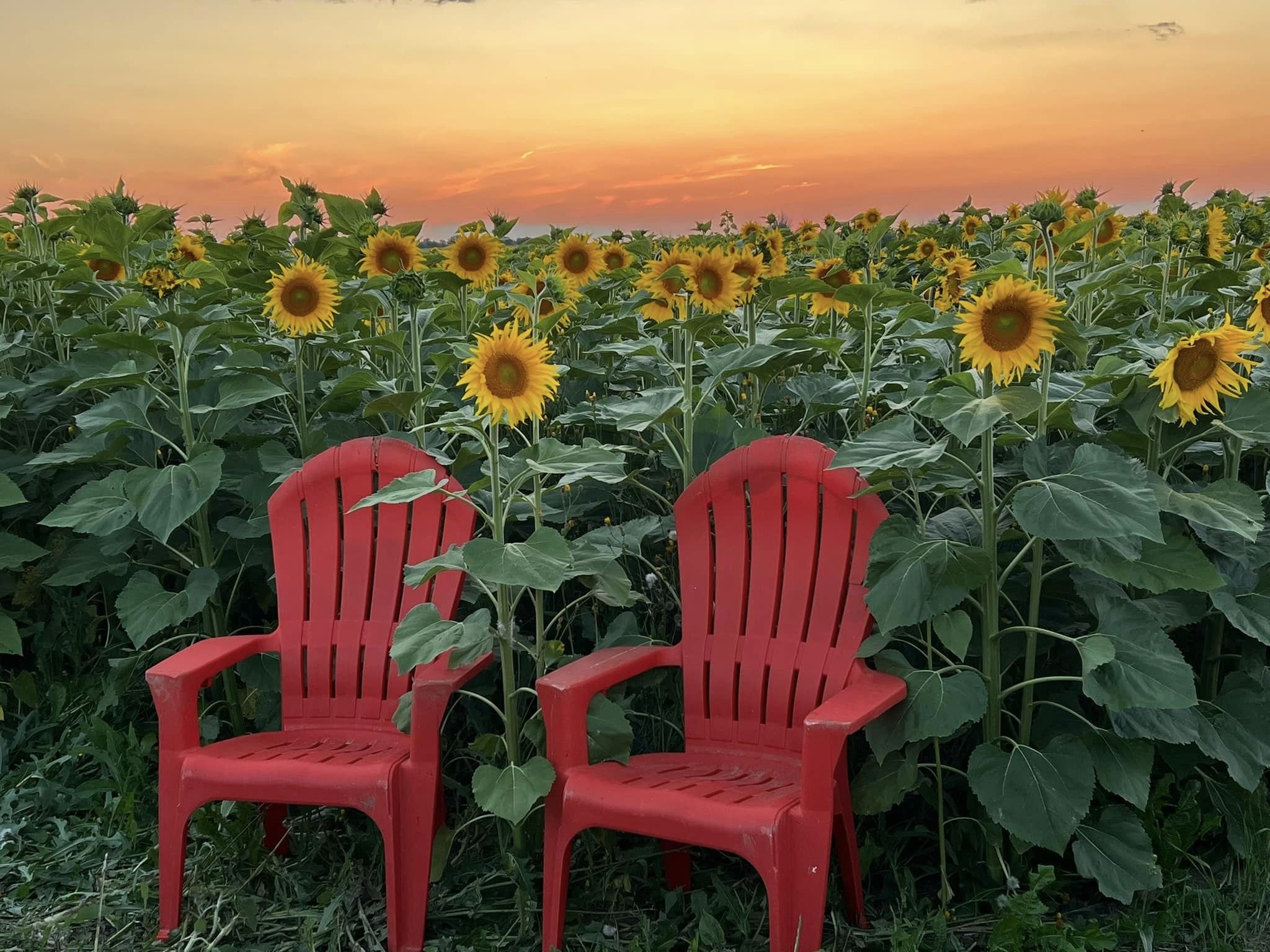 Sunflower Walk