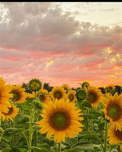 sunflower field.jpg