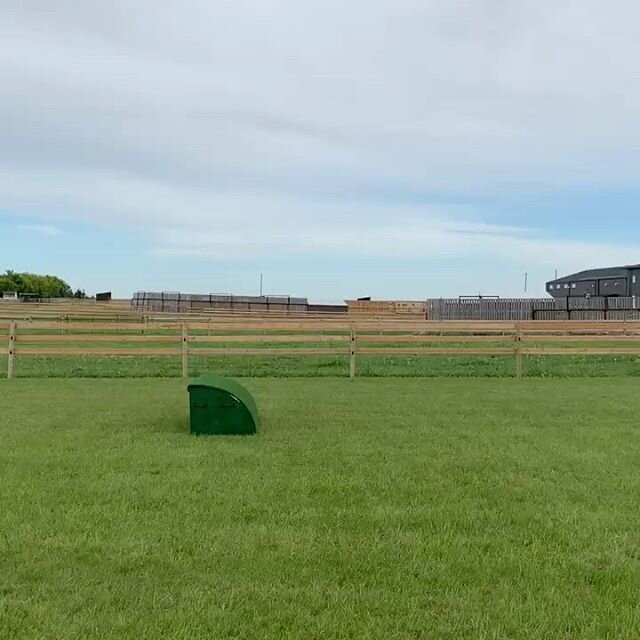 Claer and Mataya flying over our fun new grass jump! This super mare is for sale. If you would like to come try her out at Ten she is looking fora new partner. #saleshorse #claerbear #grassring #shrimpinainteasy #matayagottotryitbeforeidid