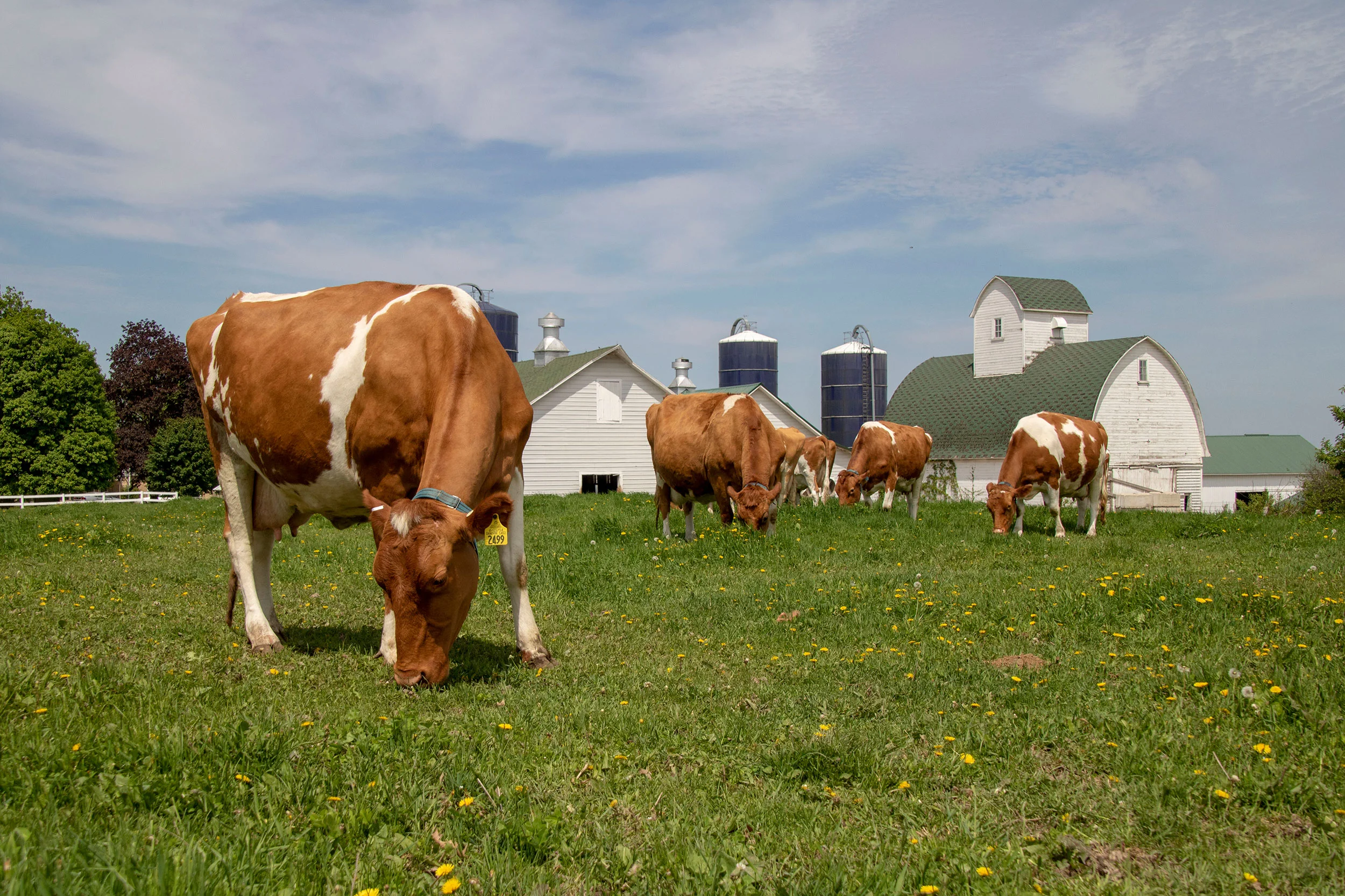 Guernsey cows at the Hoard’s Dairyman Farm in in Fort Atkinson, Wisconsin