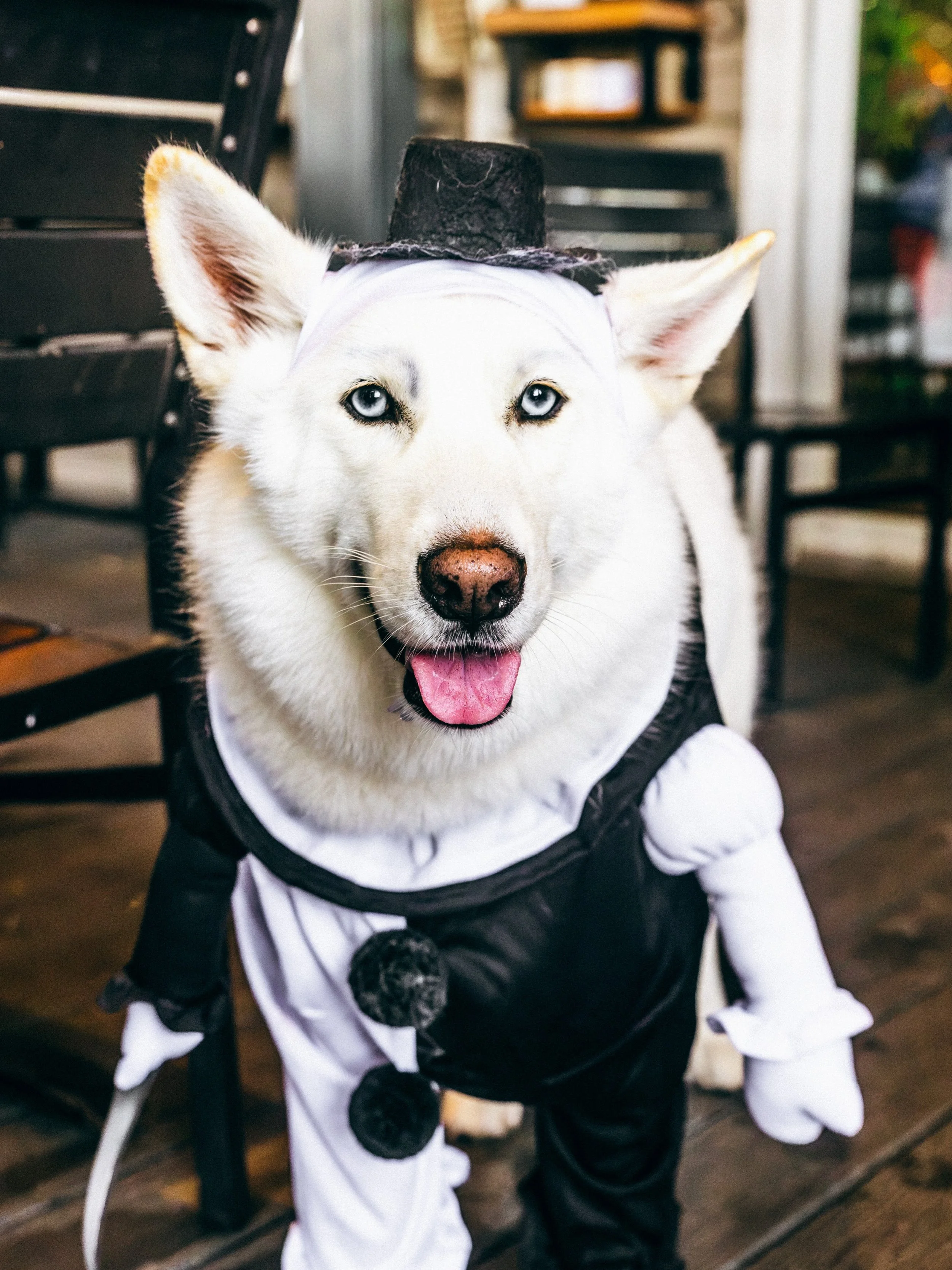 Ghosty here. My dad runs this place, so I&rsquo;m hosting Sunday 🐶
Cody&rsquo;s Friends Rescue is bringing adoptable pups to The Yard in Downtown McKinney. Hollywood Feed packed swag bags and raffle prizes, Tito&rsquo;s is engraving dog tags, and on