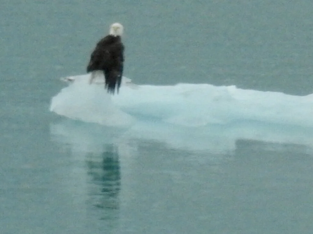 Bald Eagle in Glacier Bay, Alaska