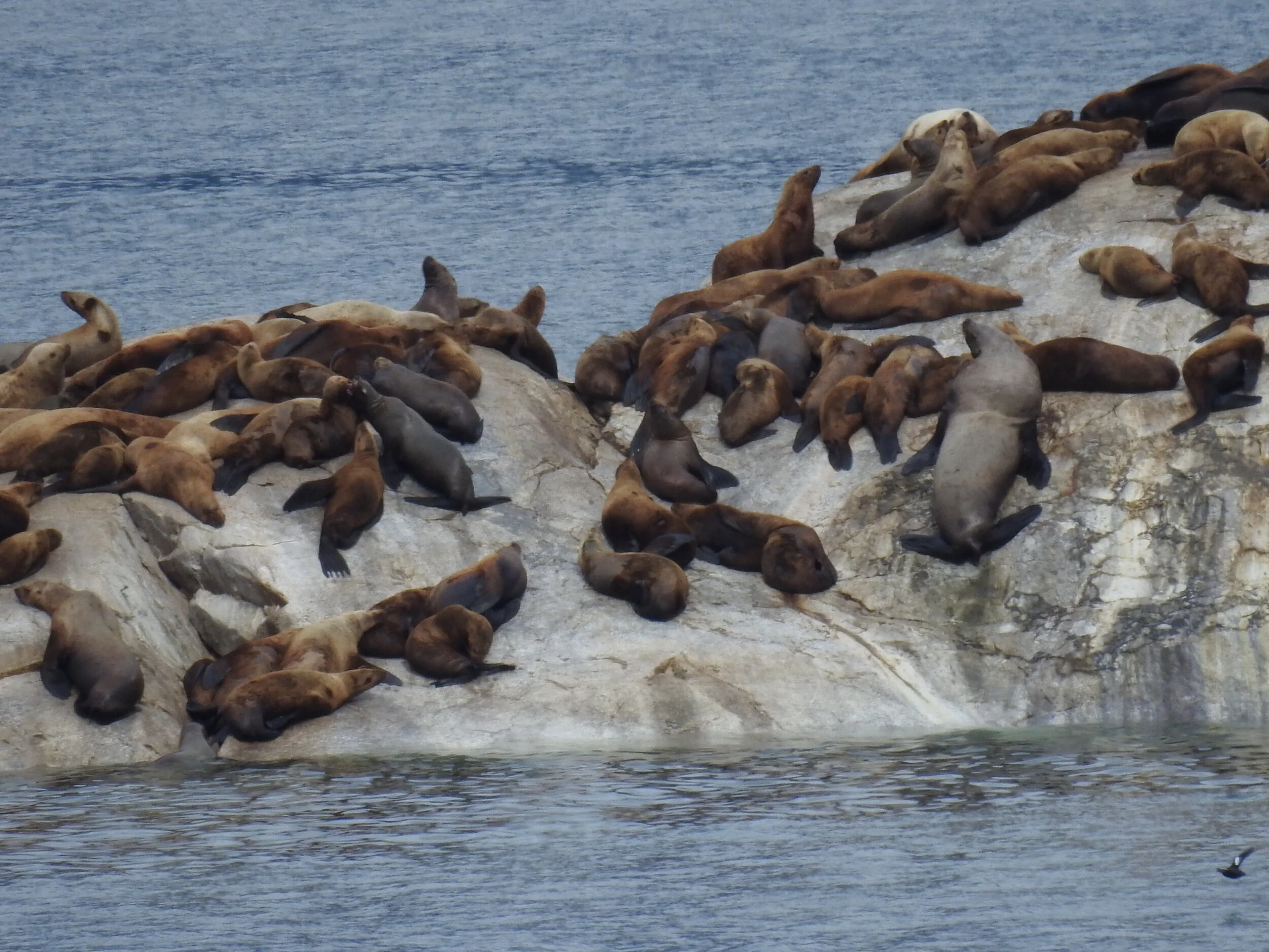  Sea Lions 
