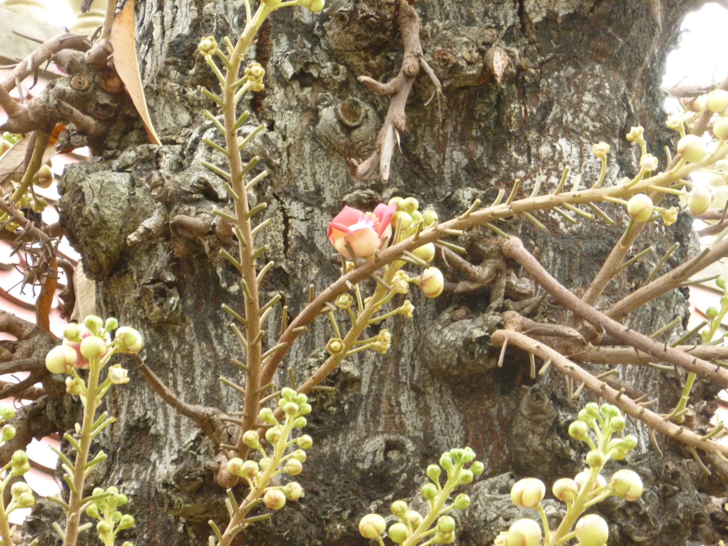 Shala tree, a species of tree found in Cambodia