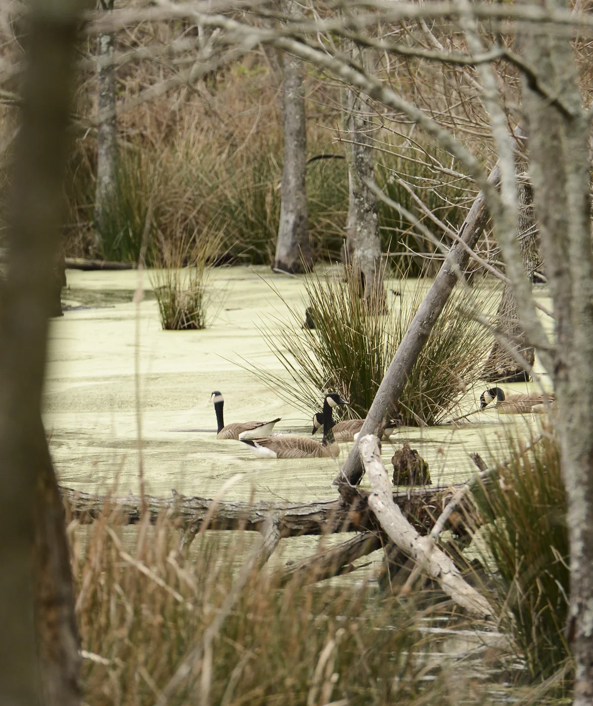 DSC_4657.jpg