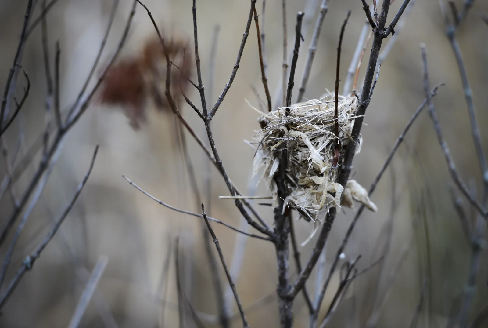 A nest hidden among the reeds in a marsh. When I captured this image, I noticed the items the bird used to construct its nest with.