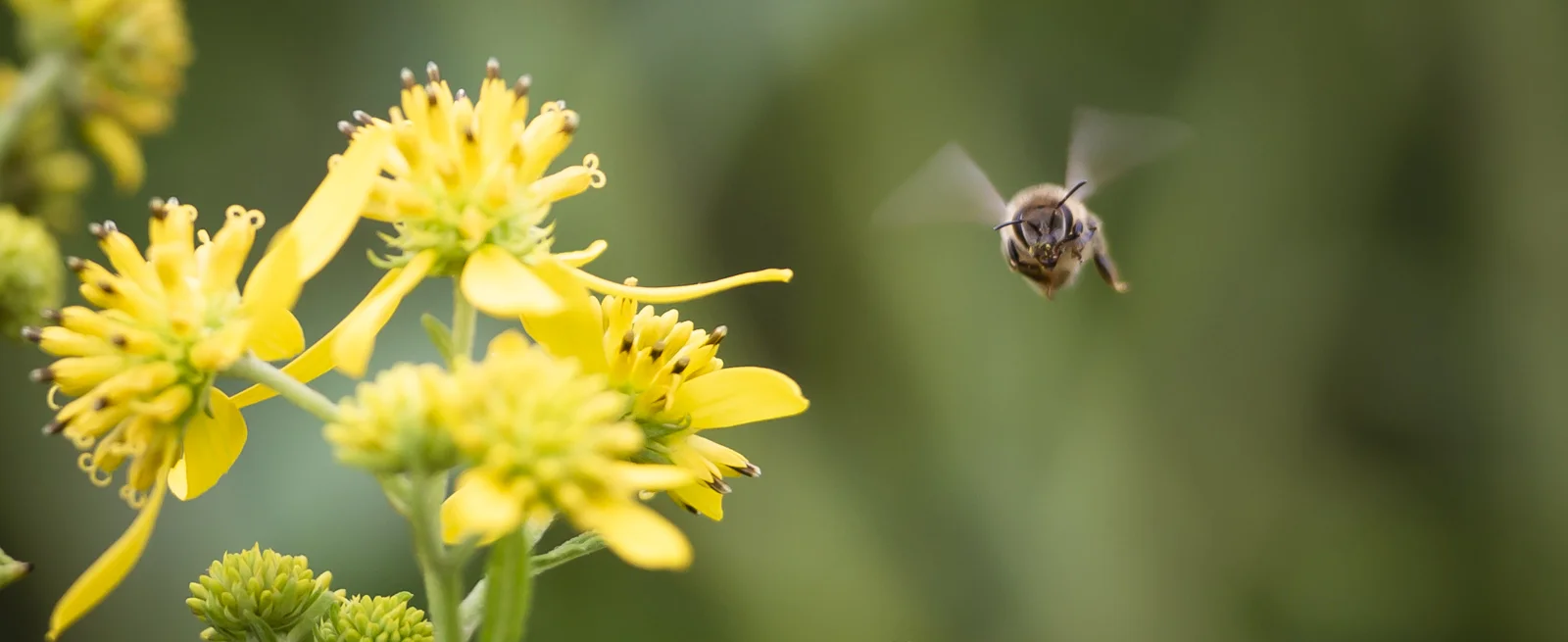 Bees are awesome, so be kind to the pollinators.
