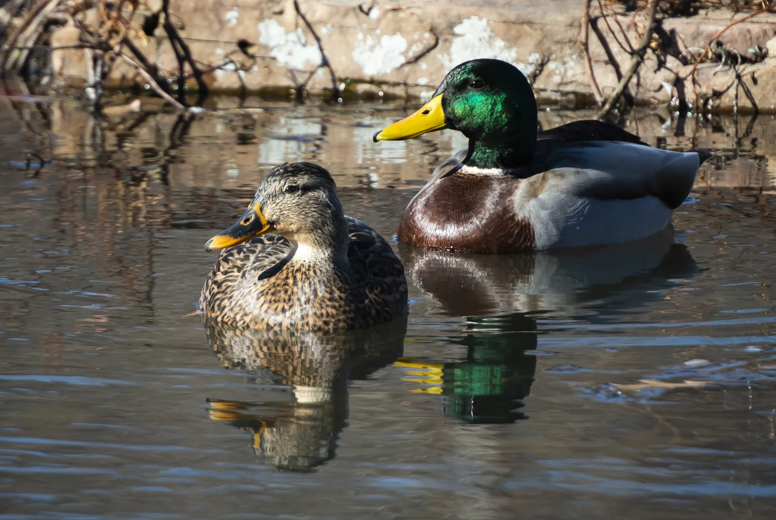 Mallard