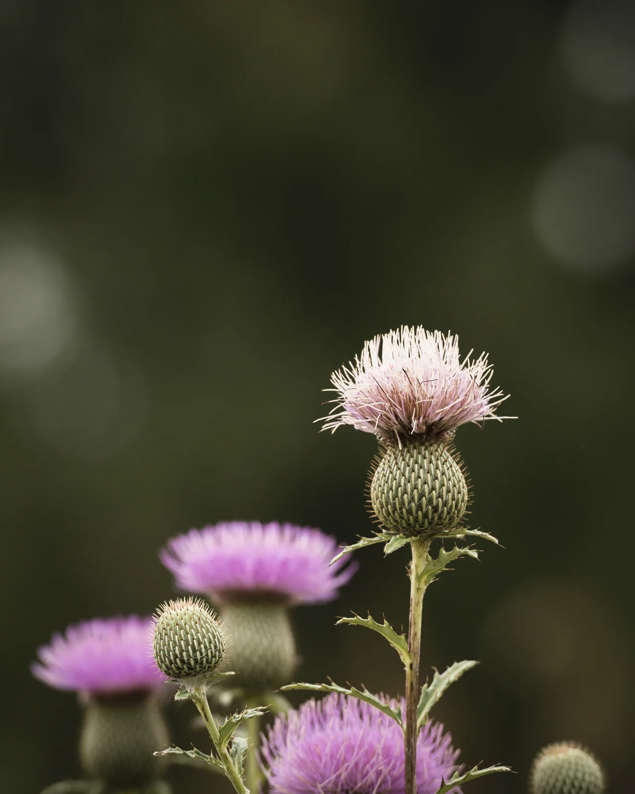 DSC_2682.jpg