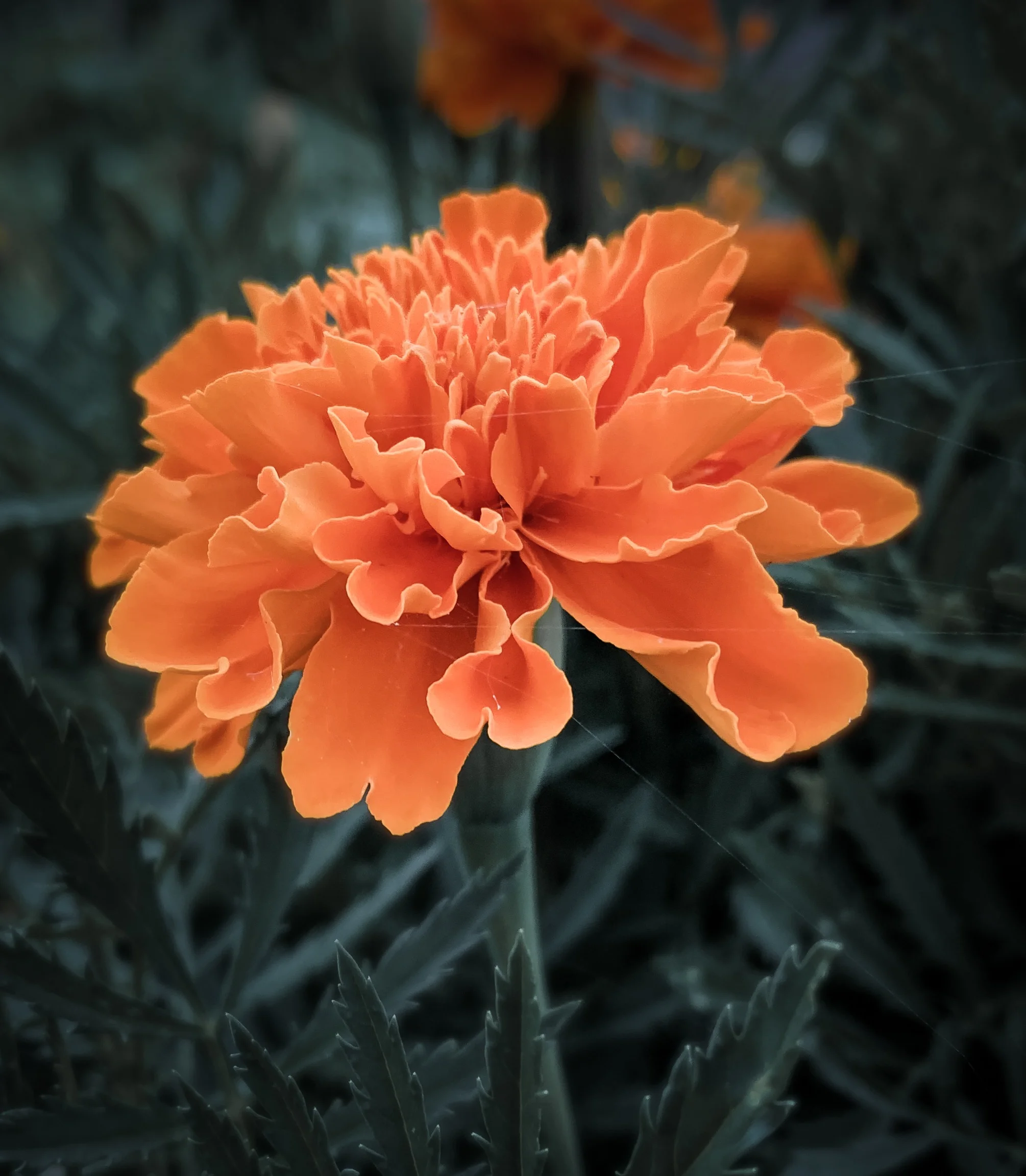 365* 7/8/2019
