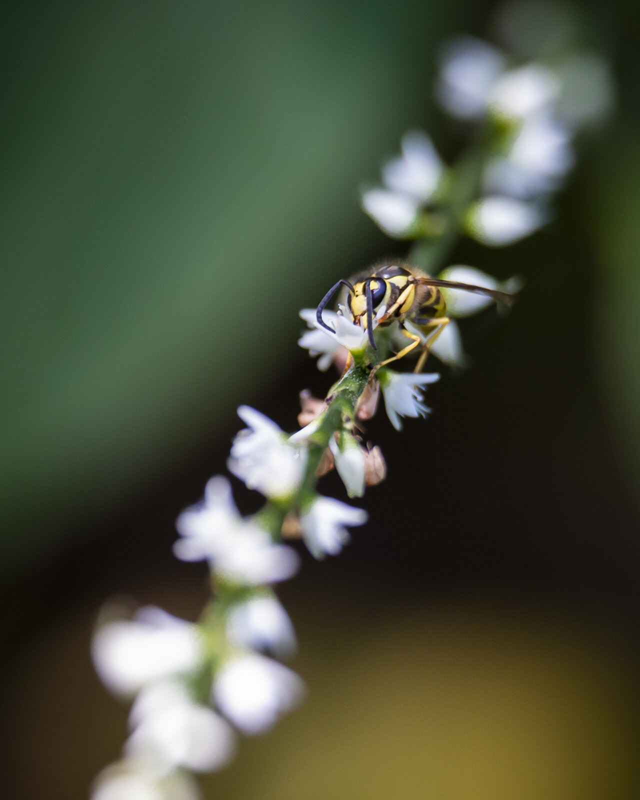 Yellowjacket
