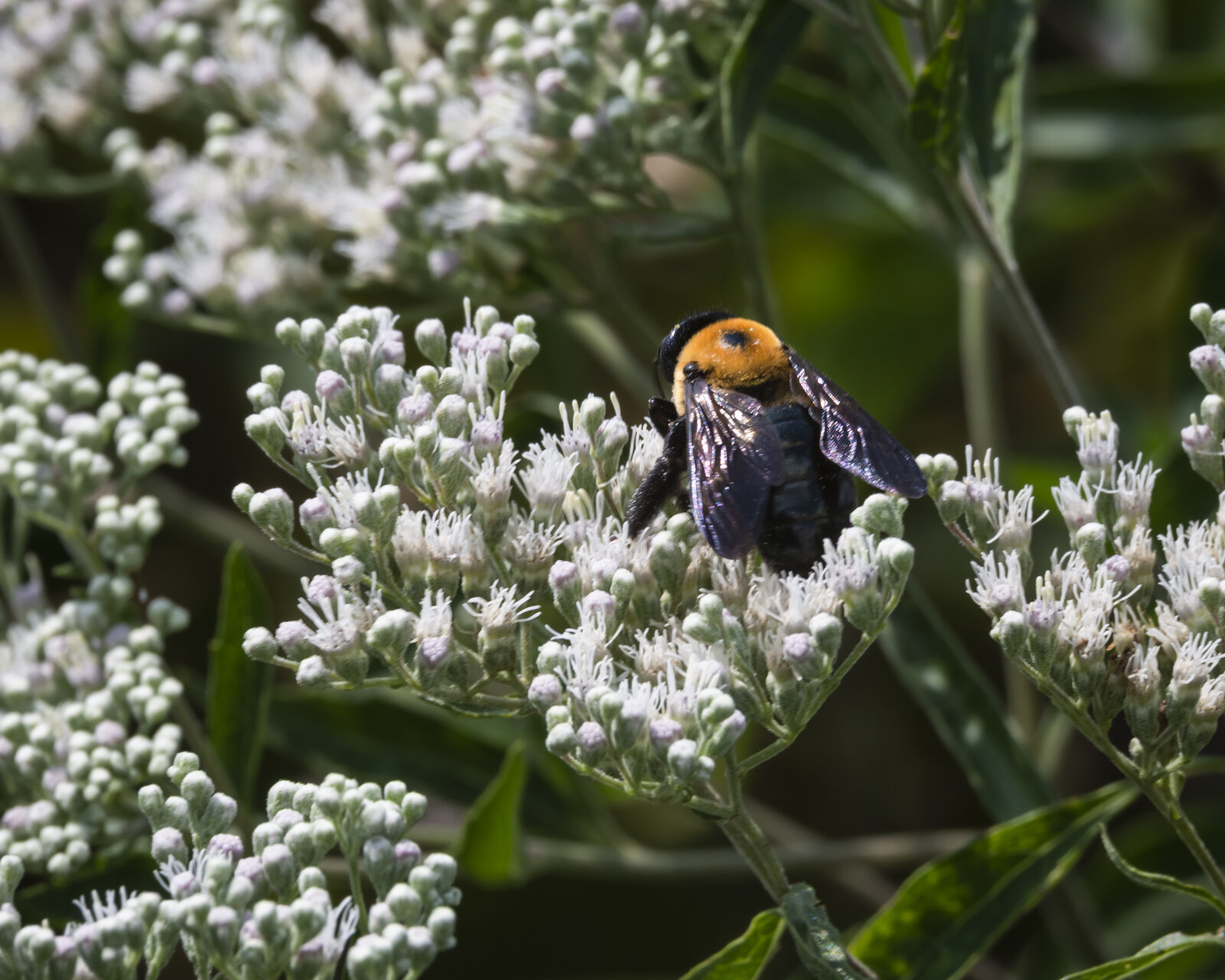 Carpenter Bee