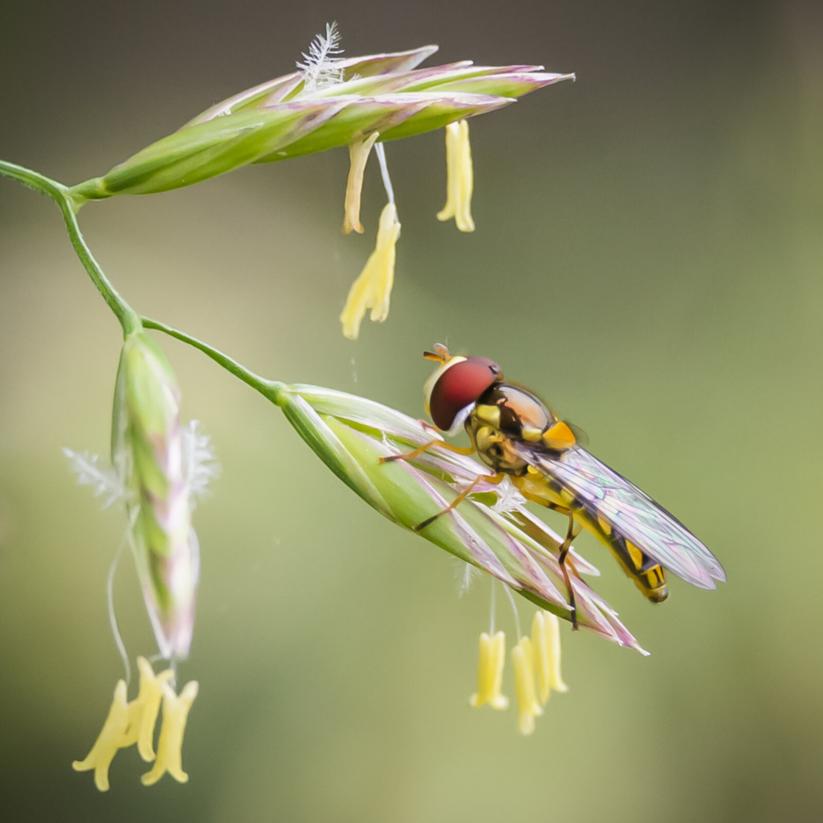 Flower Fly/Hover Flies