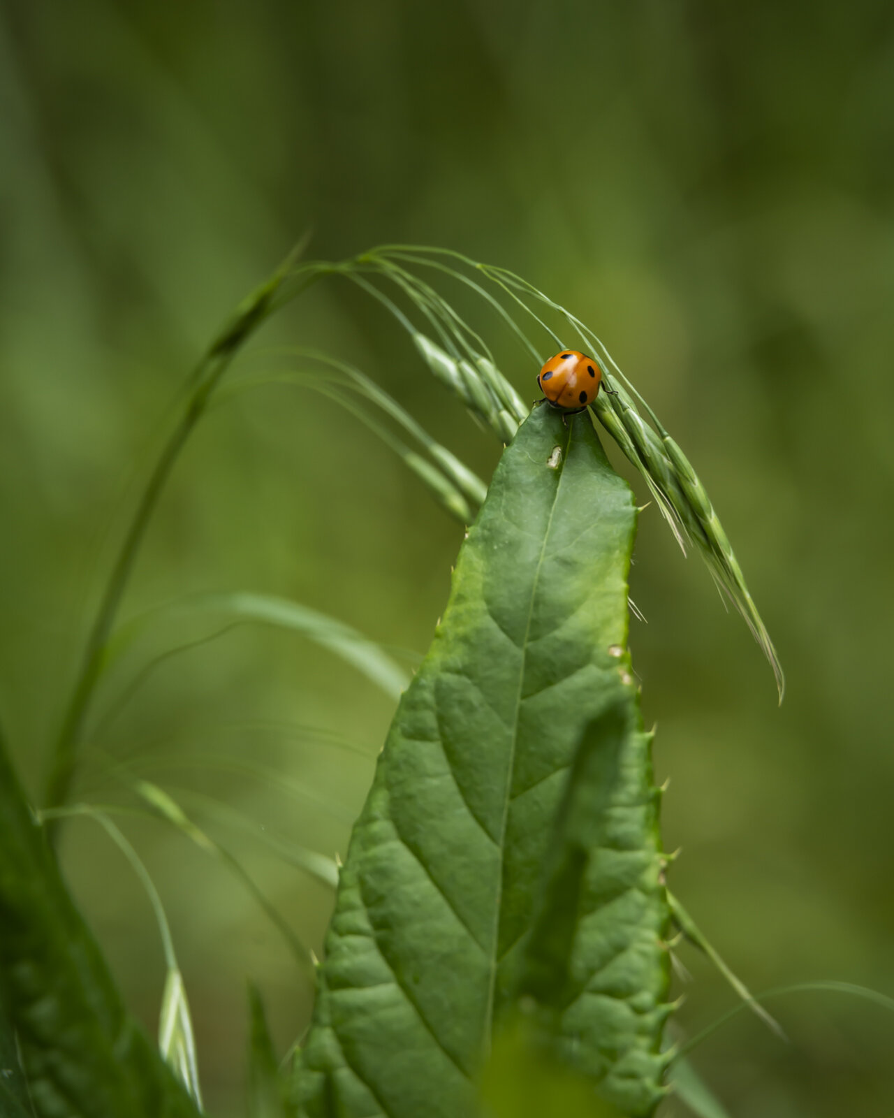 Lady Bug