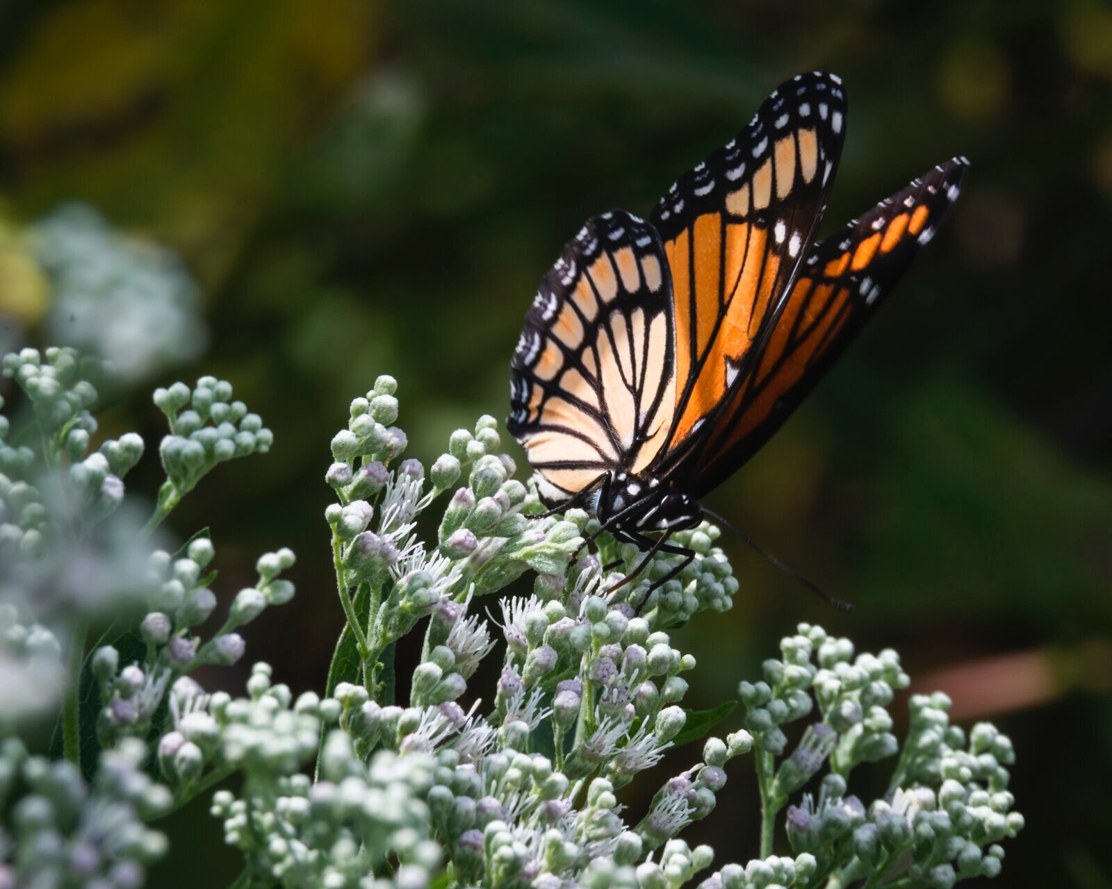 Viceroy Butterfly