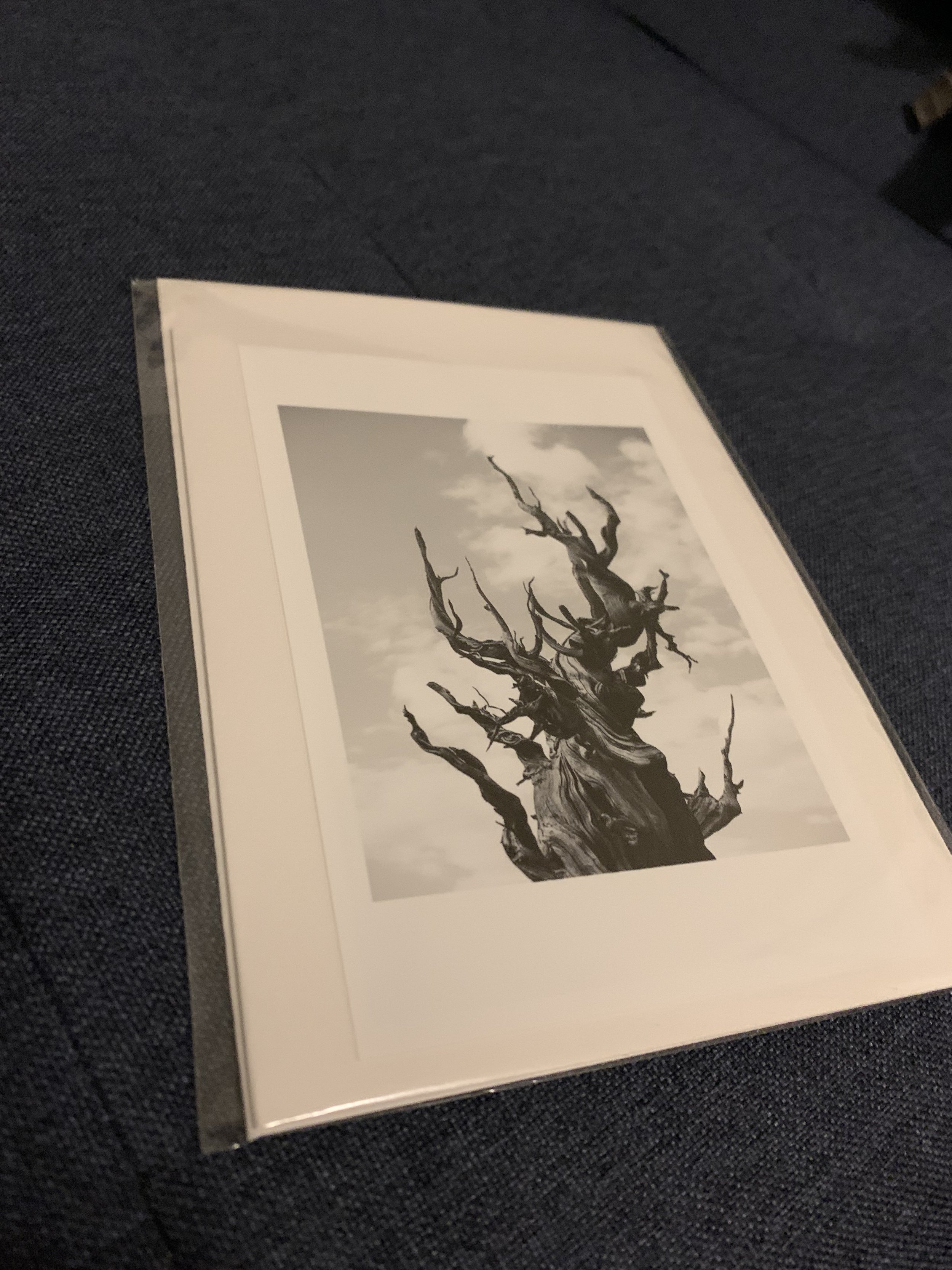 bristlecone pine tree, witness, black and white