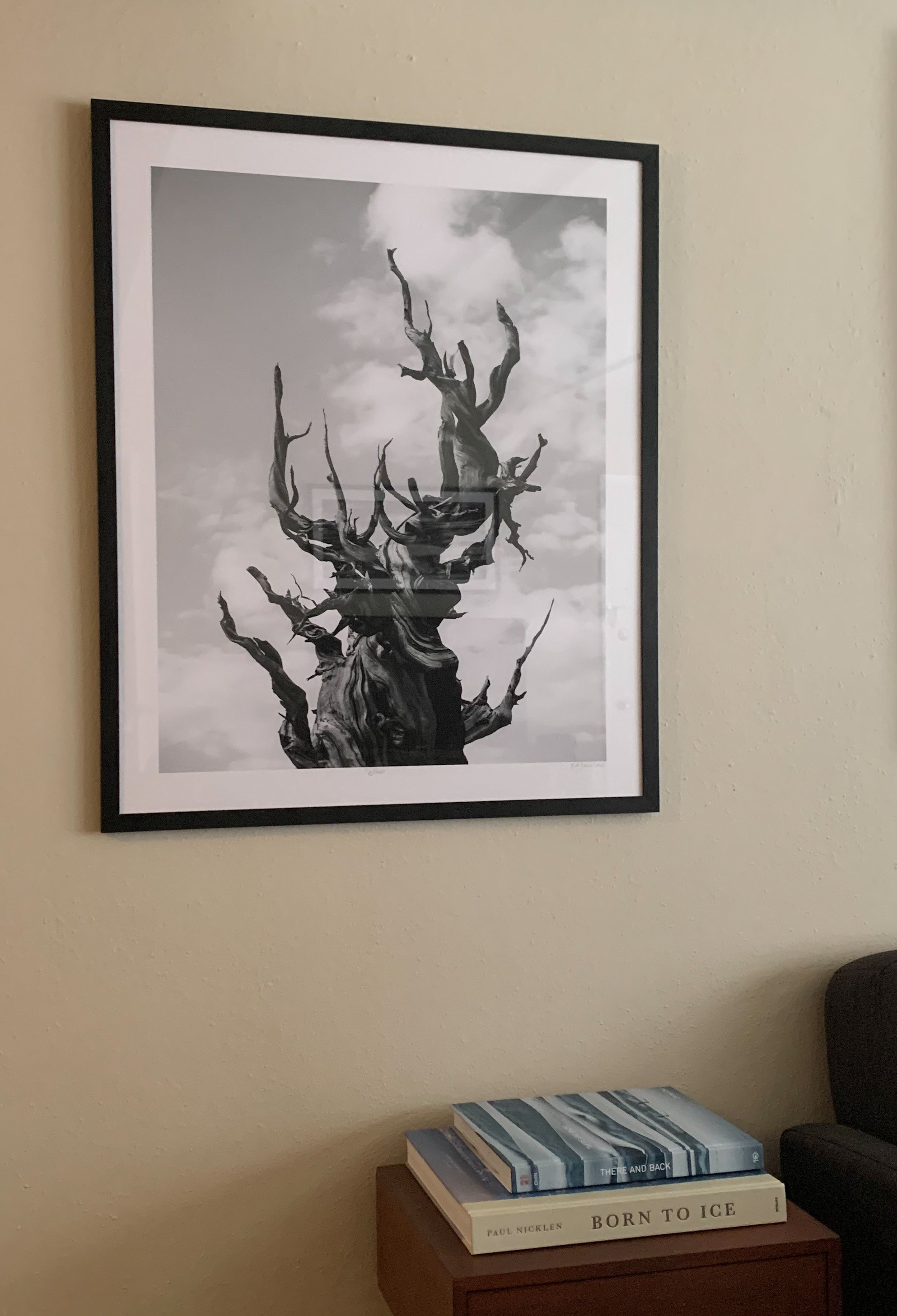 bristlecone pine tree, witness, framed print, black and white