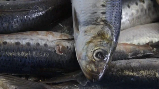 Collapse? The State of the Pacific Sardine