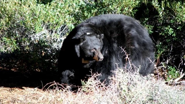 Little Snow Brings Bears to Lake Tahoe's Doorsteps
